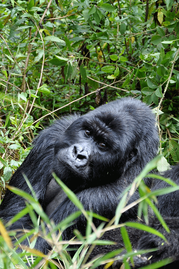5 Days Rwanda Gorillas & Chimps safari