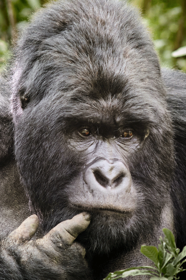 6 Days Rwanda History, Uganda Gorilla trek, Boat ride Safari & Karinzu Forest Chimpanzee Adventure