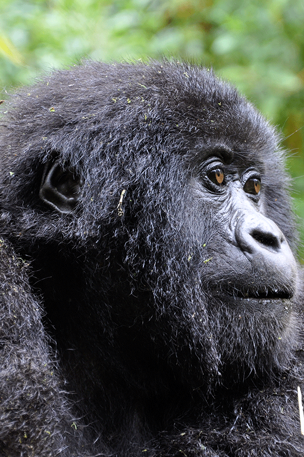 3 Day Gorilla trekking in Uganda Via Kigali - Rwanda